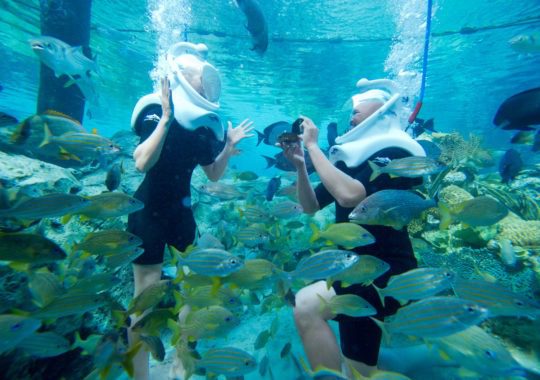 Swim with the Dolphins at Discovery Cove