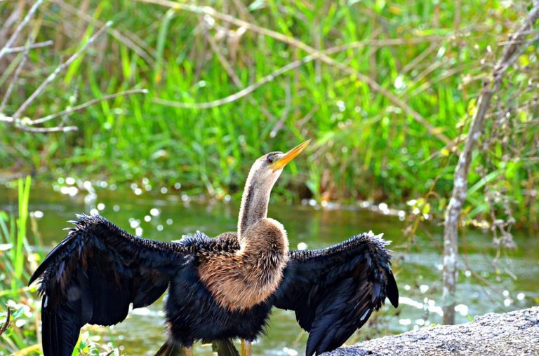 Get to know 4 of Central Florida's beautiful State Parks