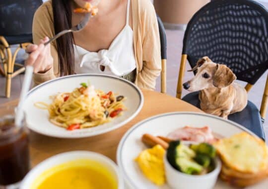 Dog Friendly Restaurant Patios in Orlando