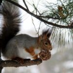 Squirrel Damage Repair Orlando Winter: Effective Solutions for Your Home