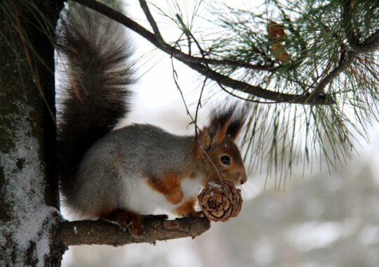 Squirrel Damage Repair Orlando Winter: Effective Solutions for Your Home