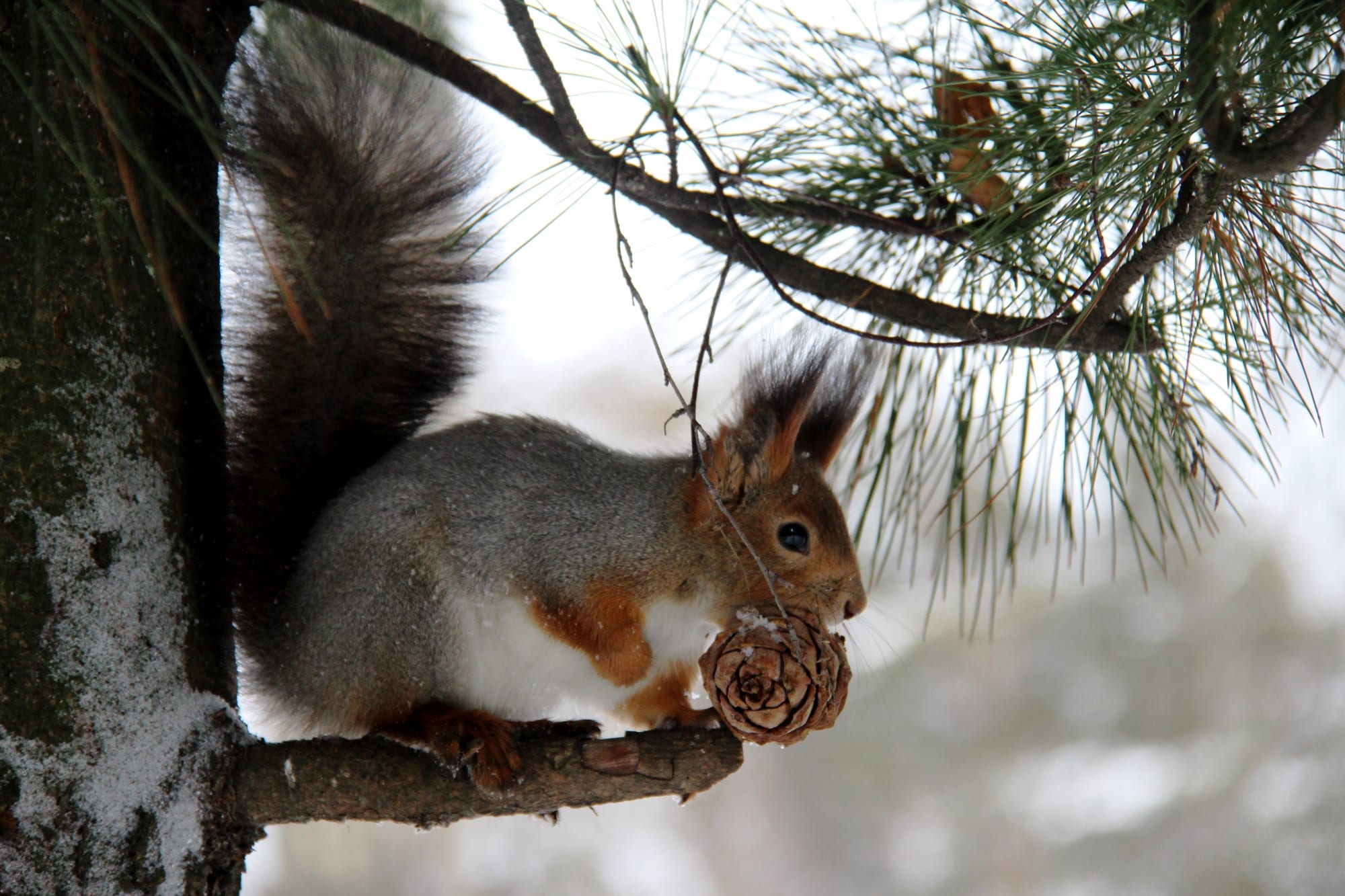 Repairing Squirrel Damage in Orlando