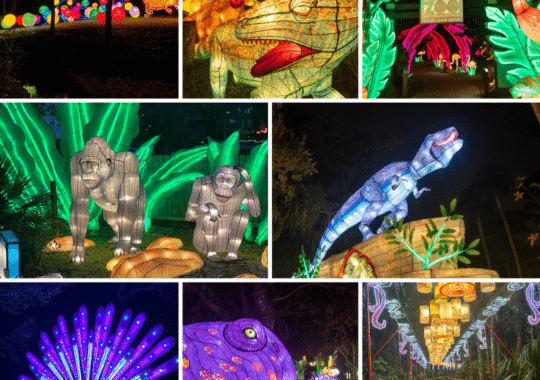 Light Up Your New Year at the Asian Lantern Festival: Into the Wild!